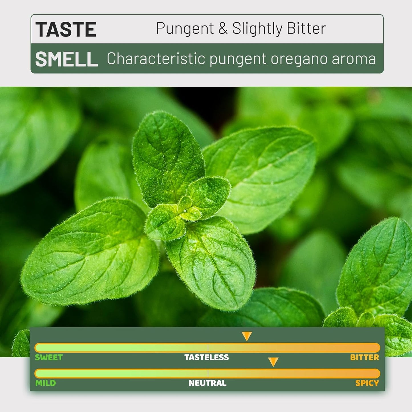 Oil of Oregano with Black Seed Oil - Herbal Supplement Contains Carvacrol - Support Immune & Digestion - Gluten, Soy & Sugar Free - 60 Softgels