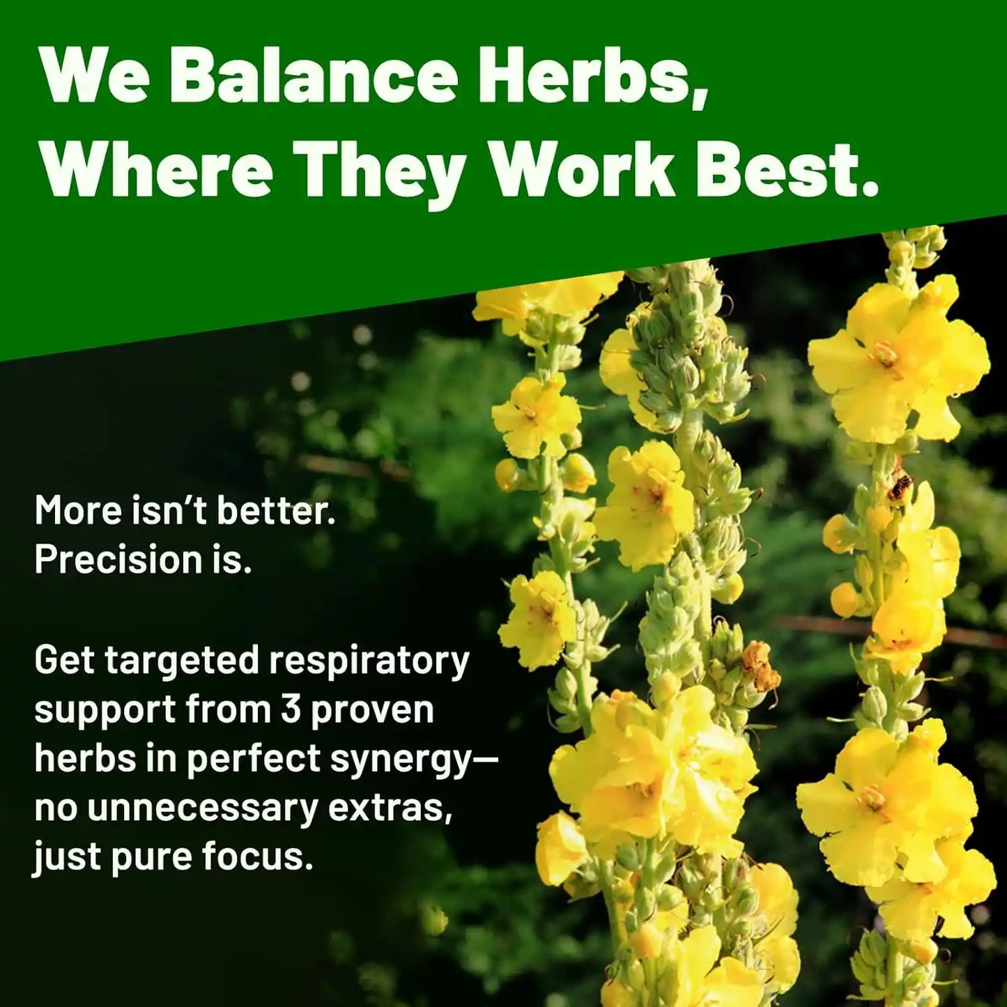 Mullein Drops for Lungs with Licorice & Astragalus, Lung Detox for Smokers Tincture, Respiratory & Immune Support, Mullein Leaf Extract for Lung Cleanse, 4 fl oz